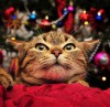 .Отдаю котенка в хорошие и надежные руки.