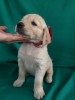 Продаю щенка золотистого ретривера